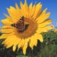 Image Galleries